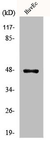 SUV39H2 Antibody