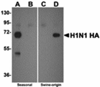 Swine H1N1 Hemagglutinin Antibody