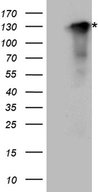 Synaptopodin Antibody