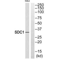SDC1 Antibody