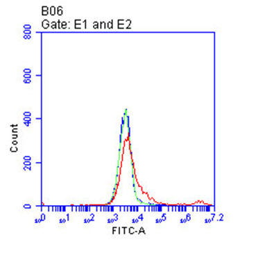 Syndecan 1 Antibody