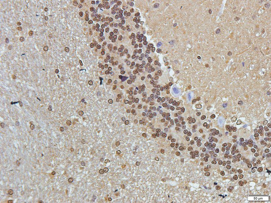 Syndecan 2 Rabbit Polyclonal Antibody