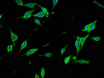 SYNJ1 Antibody