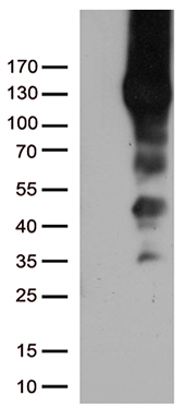 Syntaxin 3 Antibody
