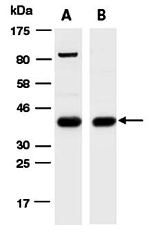 SYP (vPairTM) Antibodies