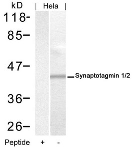 SYT1/SYT2 Antibody