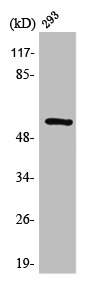 SYT1/SYT2 Antibody