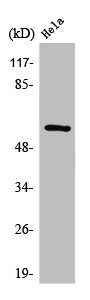 SYT1/SYT2 Antibody