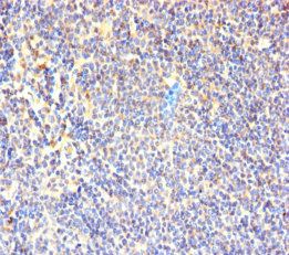 CD7 Antibody