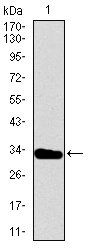 T Antibody