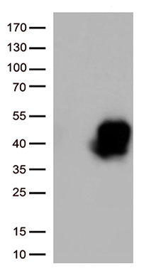 TAF1 48 Antibody