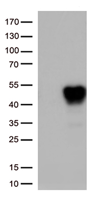 TAF1A Antibody