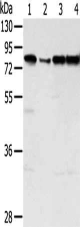 TAF15 Antibody