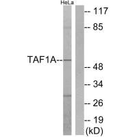 TAF1A Antibody
