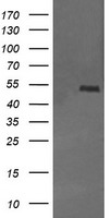 TAF2 Antibody