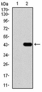 TARDBP Antibody