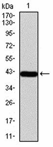 TARDBP Antibody