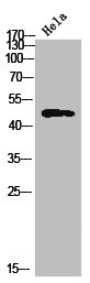 TBPL2 Antibody