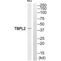TBPL2 Antibody