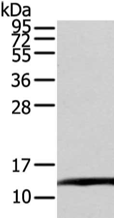 ELOC Antibody