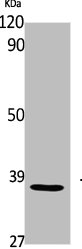 TCF19 Antibody