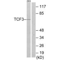 TCF3 Antibody