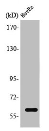 TCF4/TCF12 Antibody