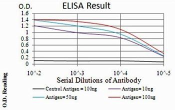 TERT Antibody