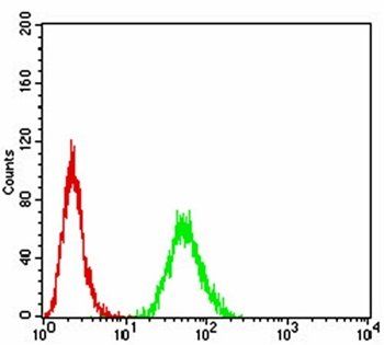 TERT Antibody