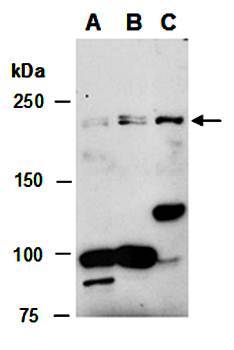 TET1 (N1) Antibody, Rabbit Polyclonal