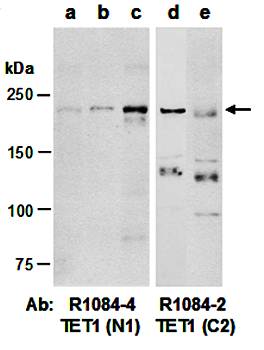 TET1 (vPairTM) Antibodies