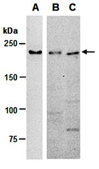TET2 (N1) Antibody, Rabbit Polyclonal