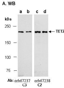 TET2 (C3) Antibody, Rabbit Polyclonal