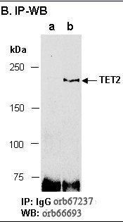 TET2 (C3) Antibody, Rabbit Polyclonal