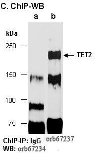 TET2 (C3) Antibody, Rabbit Polyclonal