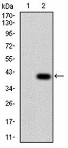 TFAP2A Antibody
