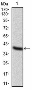 TFAP2A Antibody