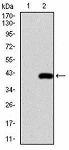 TFAP2A Antibody