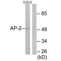 TFAP2A Antibody