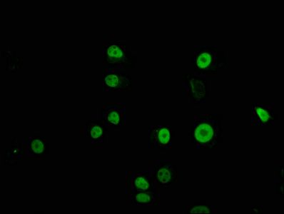 TFAP2C Antibody