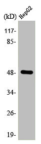 TFAP2C Antibody