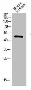 TFEB Antibody