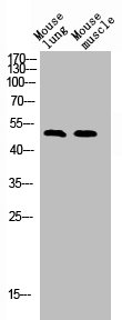 TFEB Antibody