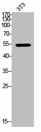 TGFBR2 Antibody