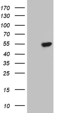 TGFBR3 Antibody