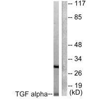 TGFA Antibody