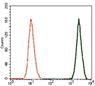 TGFb1 Antibody