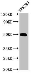 TGFB1I1 Antibody