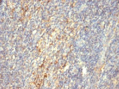 TGM2 Antibody
