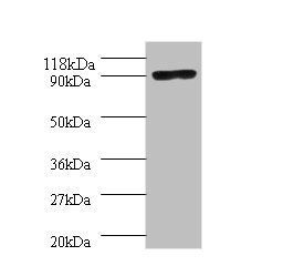 polA Antibody